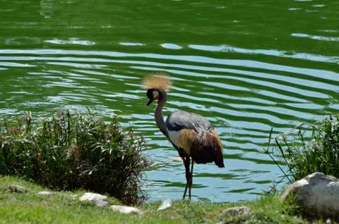 Crowned crane Stock Photos