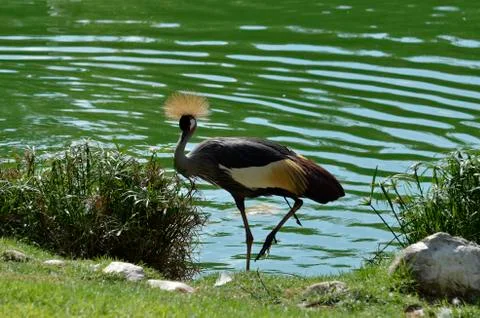 Crowned crane Foto stock