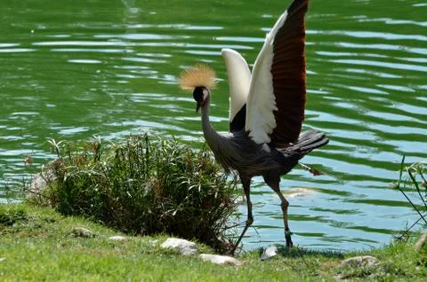 Crowned crane Stock Photos