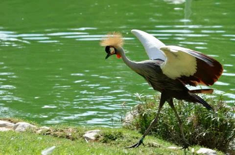 Crowned crane Stock Photos