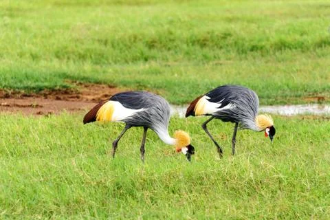Crowned crane Stock Photos