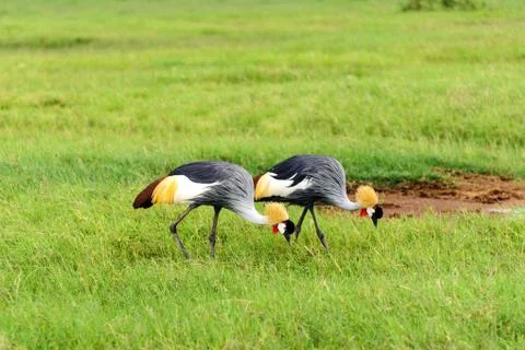 Crowned crane Stock Photos