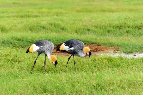 Crowned crane Stock Photos