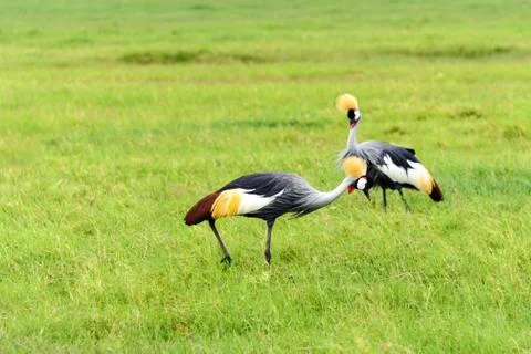 Crowned crane Stockfoto's