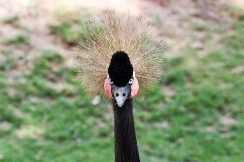 Crowned crane 库存照片