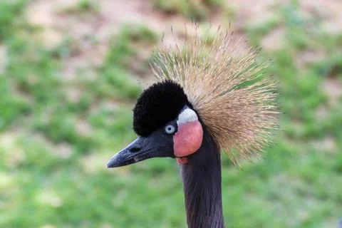 Crowned crane Stock Photos