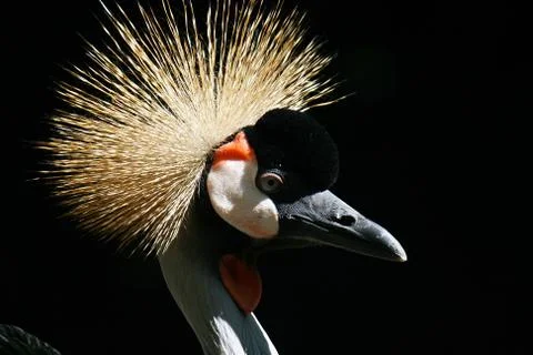 Crowned crane. Stock Photos