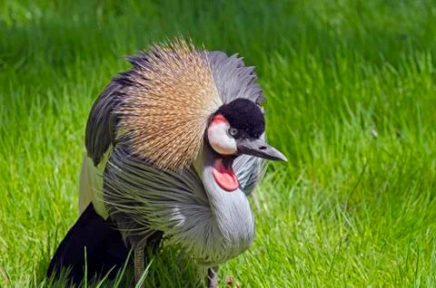 Crowned crane Stock Photos