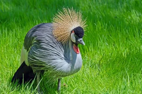 Crowned crane Foto stock