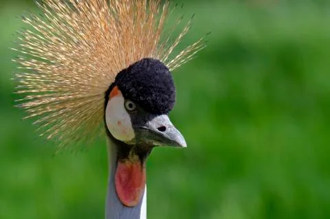 Crowned crane Stock Photos