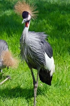 Crowned crane Stock Photos