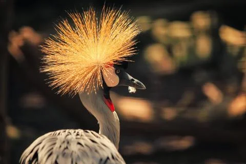 Crowned Crane Stock Photos