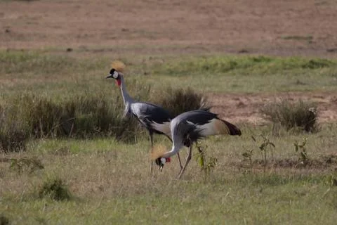Crowned Crane Stock Photos