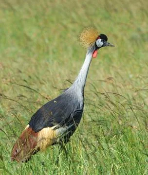 Crowned crane 写真素材