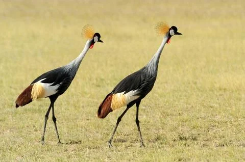 Crowned crane 写真素材