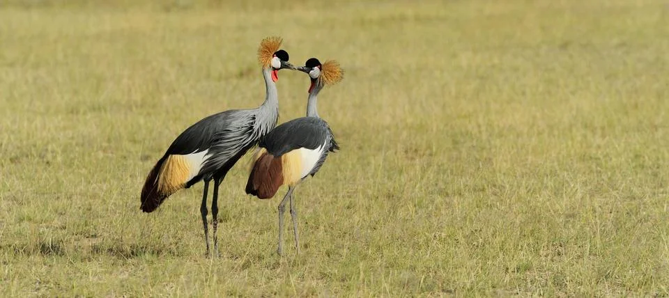 Crowned crane 写真素材