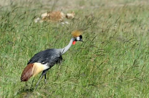Crowned crane Stock Photos