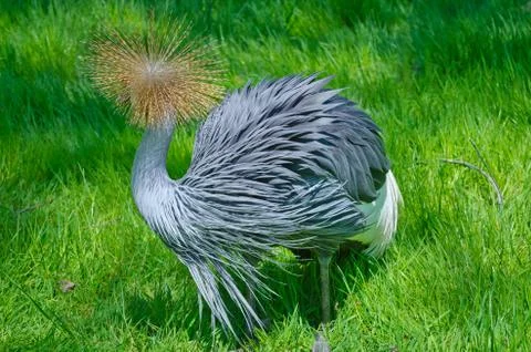 Crowned Crane Stock Photos
