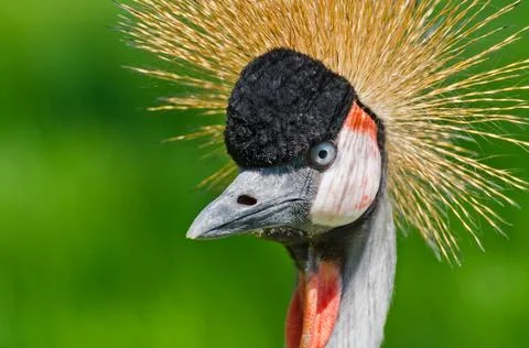 Crowned Crane Stock Photos