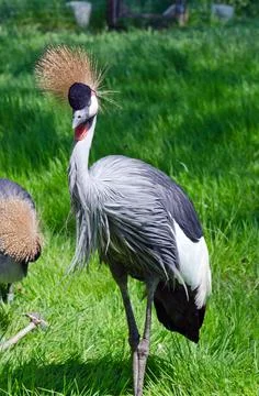Crowned Crane Stock Photos