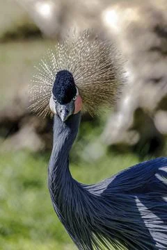 Crowned Crane Stock Photos