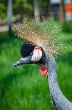 Crowned Crane Stock Photos