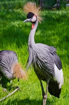 Crowned Crane Stock Photos