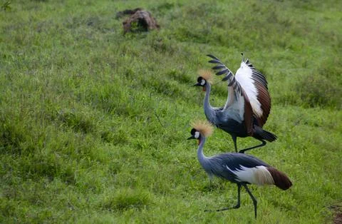 Crowned crane Stock Photos