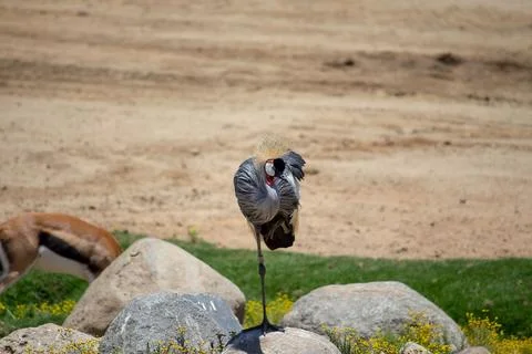 CROWNED CRANE Stock Photos