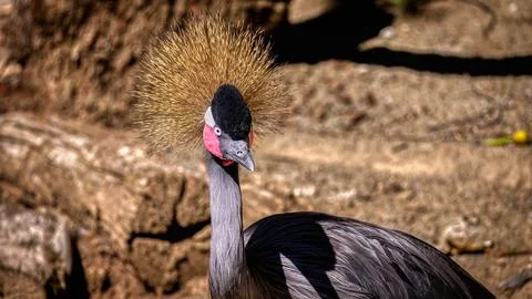 A Crowned Crane Stock Photos