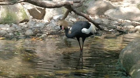 A crowned crane in a pond 스톡 동영상 113832597