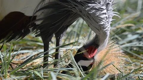 Crowned crane portrait Stock Footage 94479493