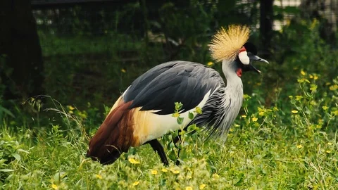 Crowned crane in the wild Stock Footage 86565485