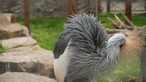 Crowned crane in the zoo close-up. Stock Footage 231248343