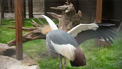 Crowned crane in the zoo close-up. Video stock 231248508