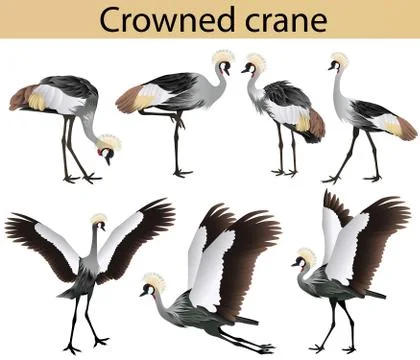 Crowned cranes colour Stock Illustration