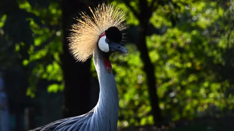 Crowned cranes Stock-Footage 33537306