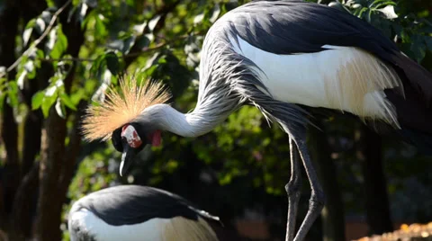 Crowned cranes Видео 33547789