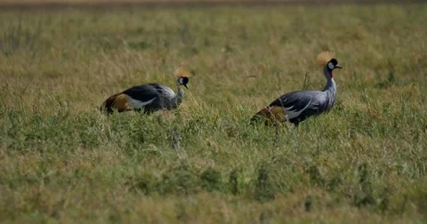 Crowned Cranes Stock Footage 60381768