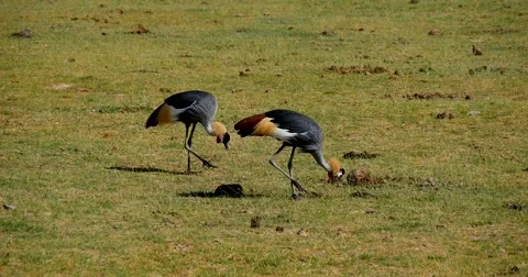 Crowned Cranes Stock Footage 60382975