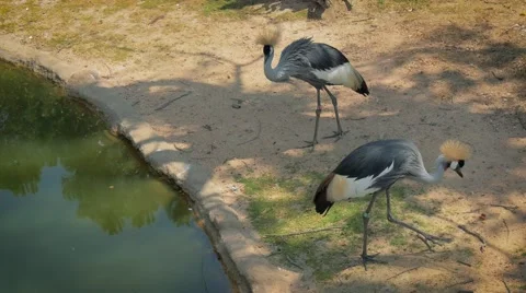 Crowned cranes Stock-Footage 66146359