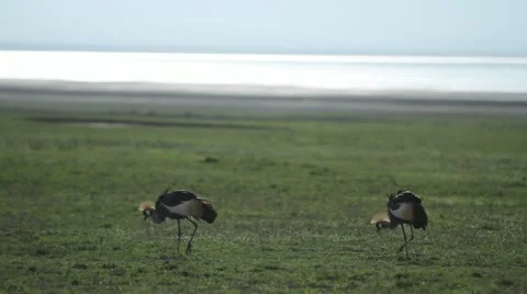 Crowned Cranes on grassy plain. Stock Footage 11284933
