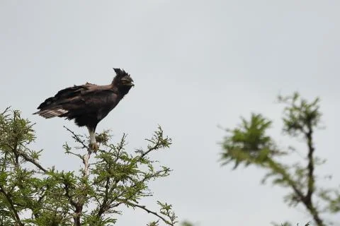 Crowned eagle African crowned eagle hawk Stephanoaetus coronatus Lake Nakuru Stock Photos