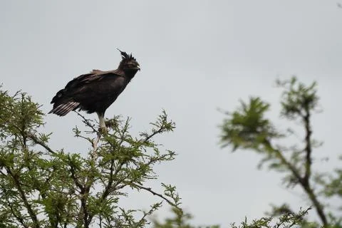 Crowned eagle African crowned eagle hawk Stephanoaetus coronatus Lake Nakuru Stock Photos