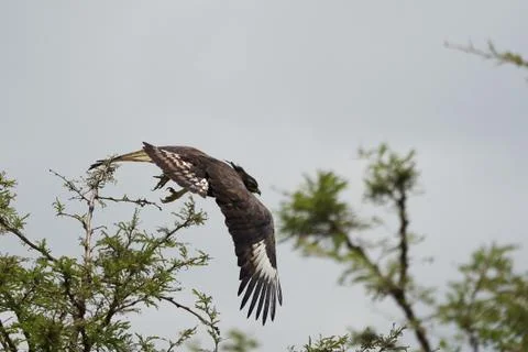 Crowned eagle African crowned eagle hawk Stephanoaetus coronatus Lake Nakuru Stock Photos