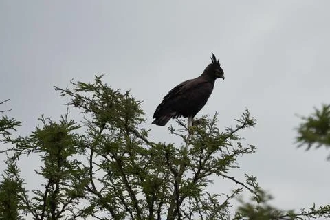 Crowned eagle African crowned eagle hawk Stephanoaetus coronatus Lake Nakuru Foto stock