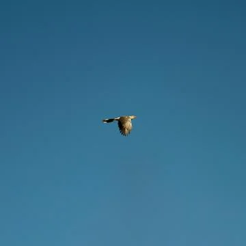 Crowned eagle in flight with clear sky 写真素材