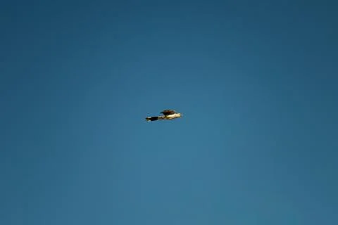 Crowned eagle in flight with clear sky 스톡 사진