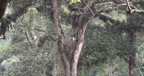 Crowned Eagle nest 1. Zoom out. Stock Footage 256350848