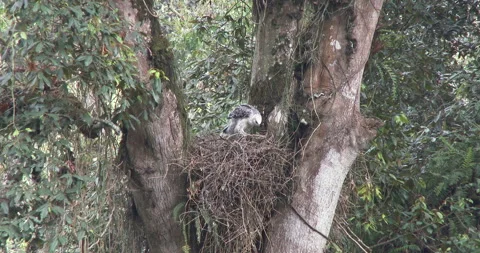 Crowned eagle nest 2. With audio. Stock Footage 256354217